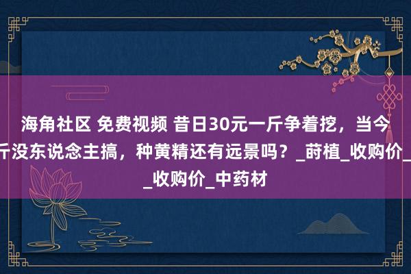 海角社区 免费视频 昔日30元一斤争着挖，当今6元一斤没东说念主搞，种黄精还有远景吗？_莳植_收购价_中药材